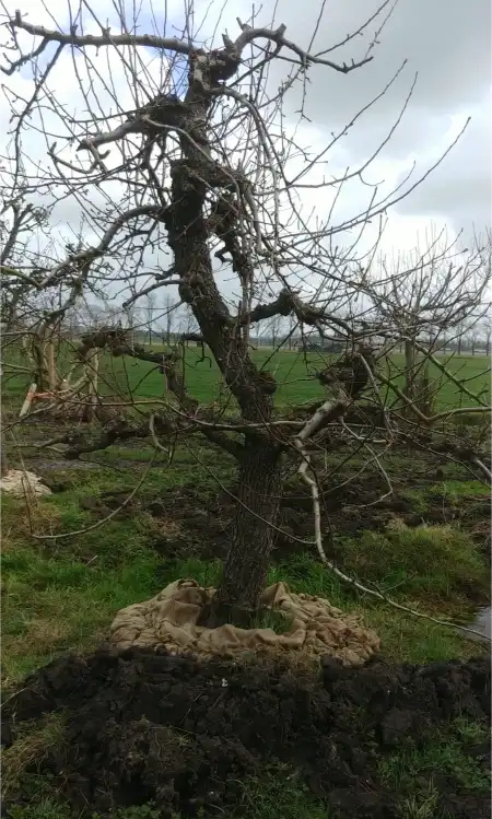 forse triomphe vienne handperen